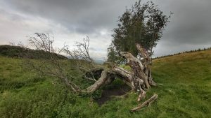 ancienttreenursery.com/trees/ATN250002NBLROW