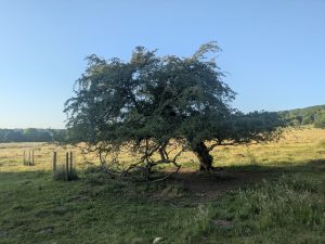 ancienttreenursery.com/trees/ATN250012LINCHW