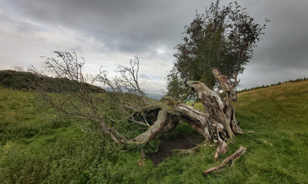 Ancient rowan tree, Northumberland