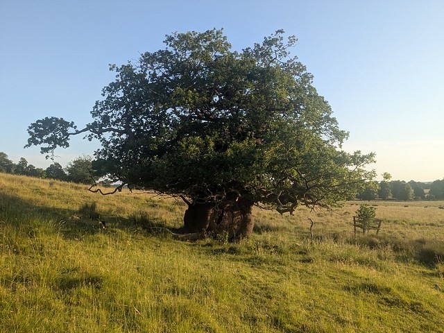 English oak (c) atkphot