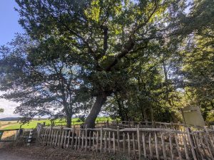 ancienttreenursery.com/trees/ATN2509NTT010004