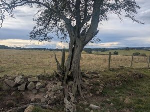 ancienttreenursery.com/trees/ATN250010NBLCHW