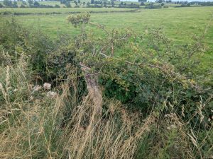 ancienttreenursery.com/trees/ATN250005NBLCHW