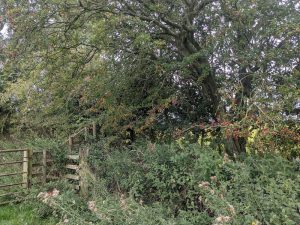 ancienttreenursery.com/trees/ATN250008NBLCHW