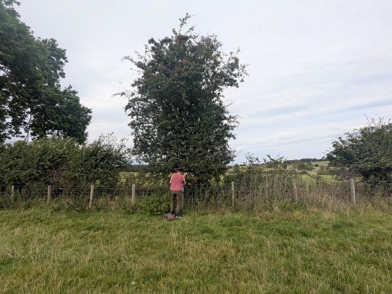 Wallington hawthorn 54769672651 C1440c273a C