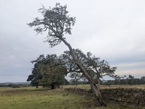 ancienttreenursery.com/trees/ATN250009NBLCHW