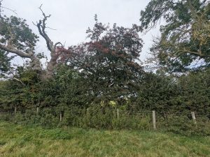 ancienttreenursery.com/trees/ATN250006NBLCHW