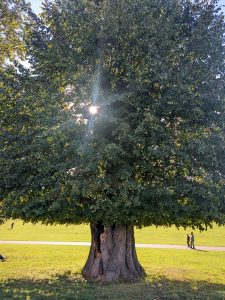 ATN2509NTT080021 225x300