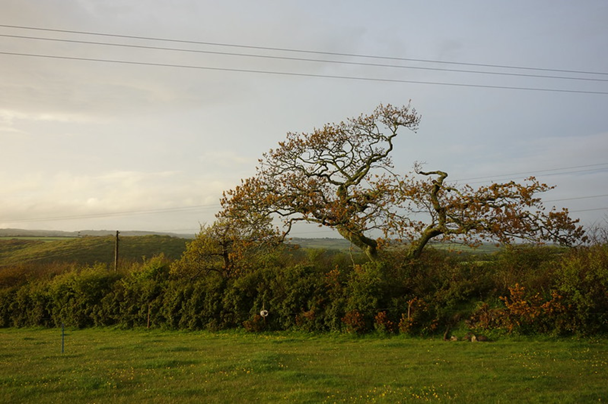 English Oak (c) atkphot
