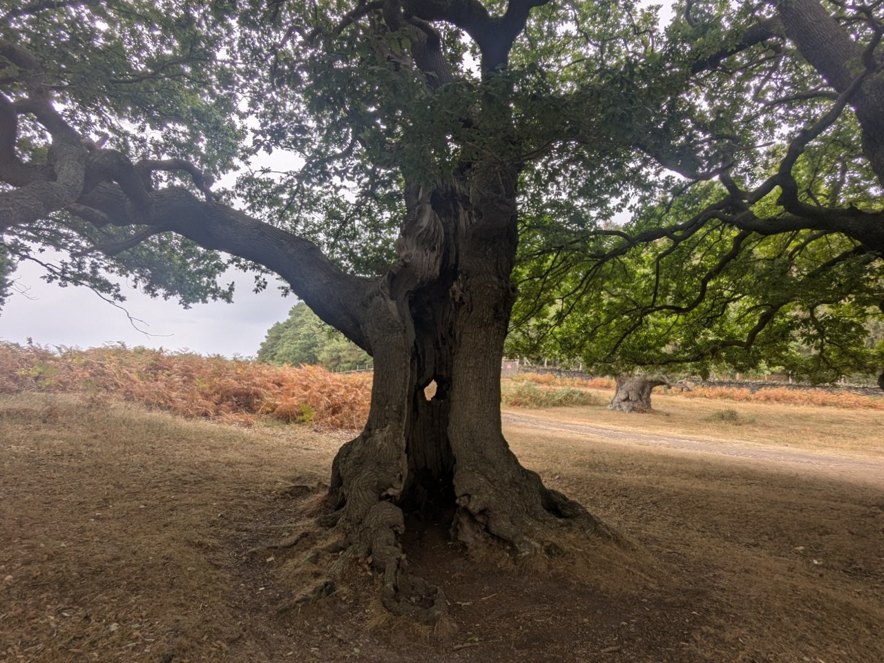 54762436945_db289c2bae_o