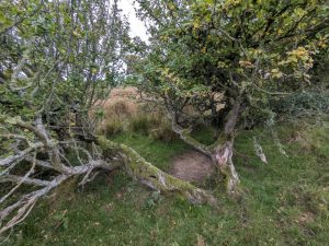 Crab apple (c) atkphot