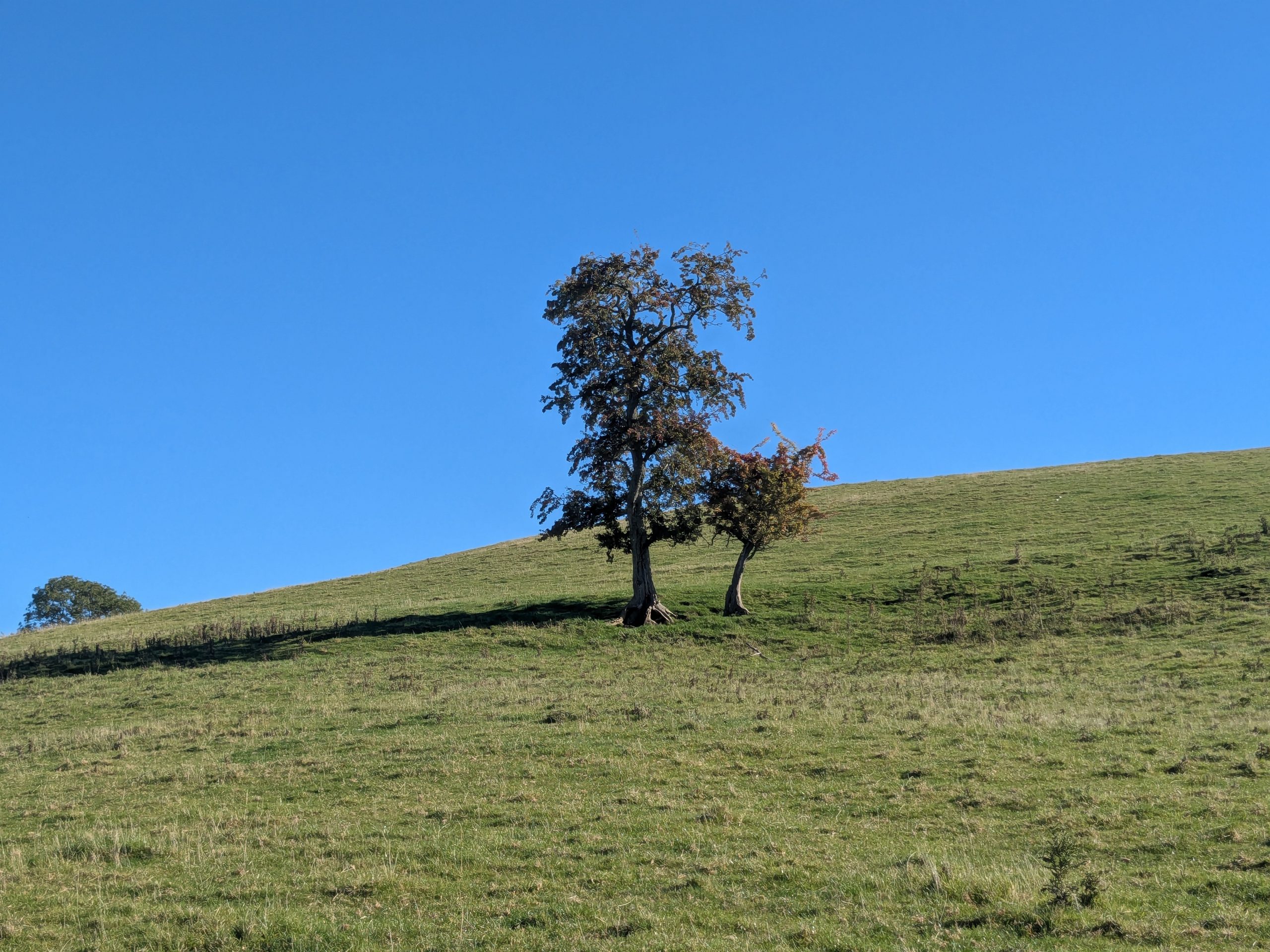 Hawthorn (c) atkphot