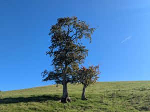 Hawthorn (c) atkphot