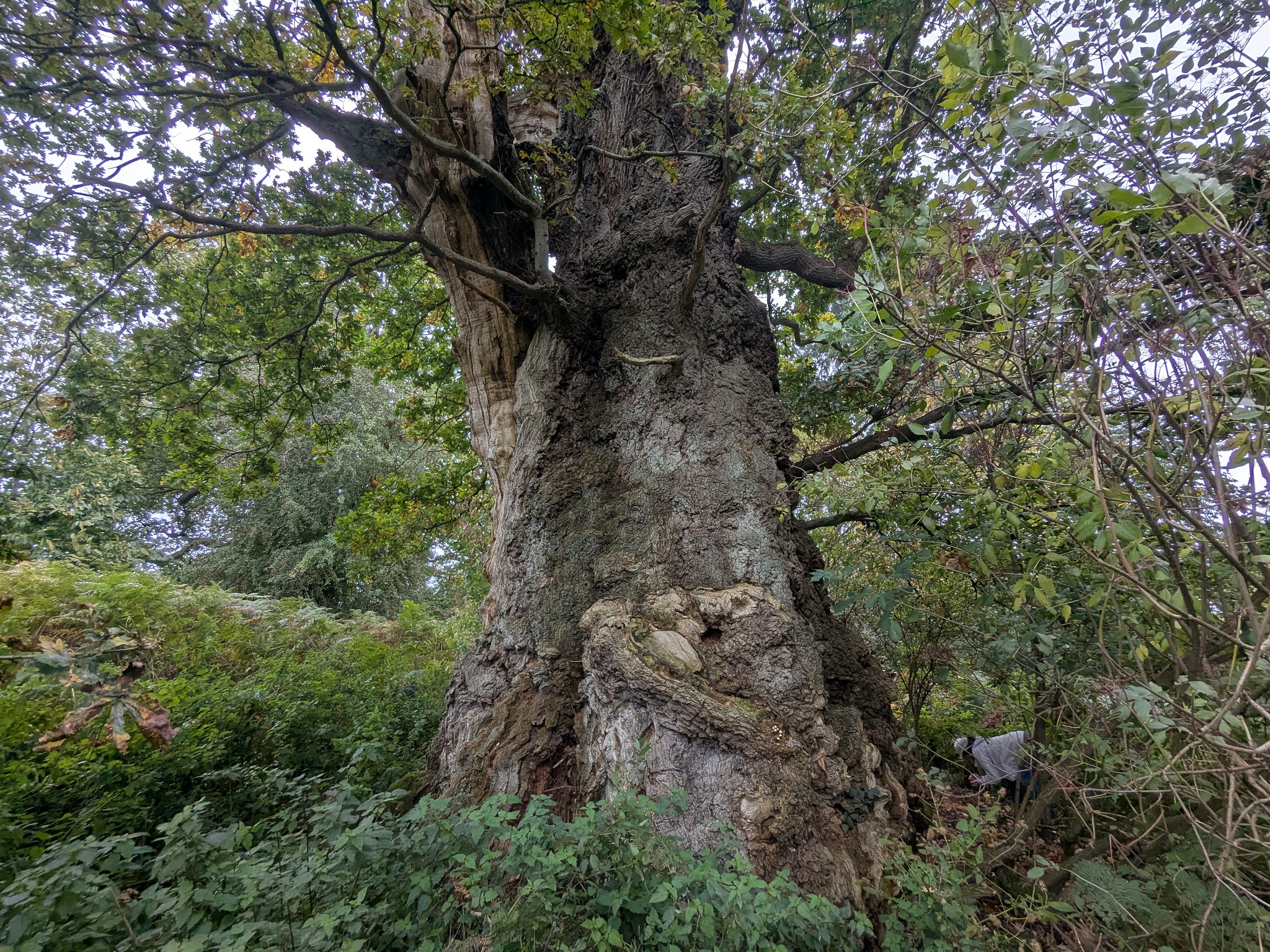 54833965139_7ef8f91ff8_k