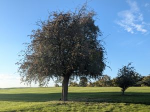 54836985223 38e79bb281 K 300x225