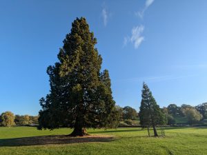 54837061790 D21e1ae5d4 K 300x225