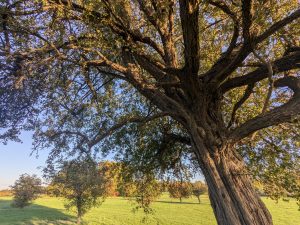 54837062355 Ac14626830 K 300x225