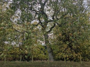 54844672762 001708b21a K 300x225