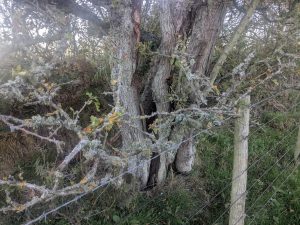 54845787518 A887b1dc16 K 300x225