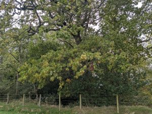 54845789268 Ab2743f122 K 300x225