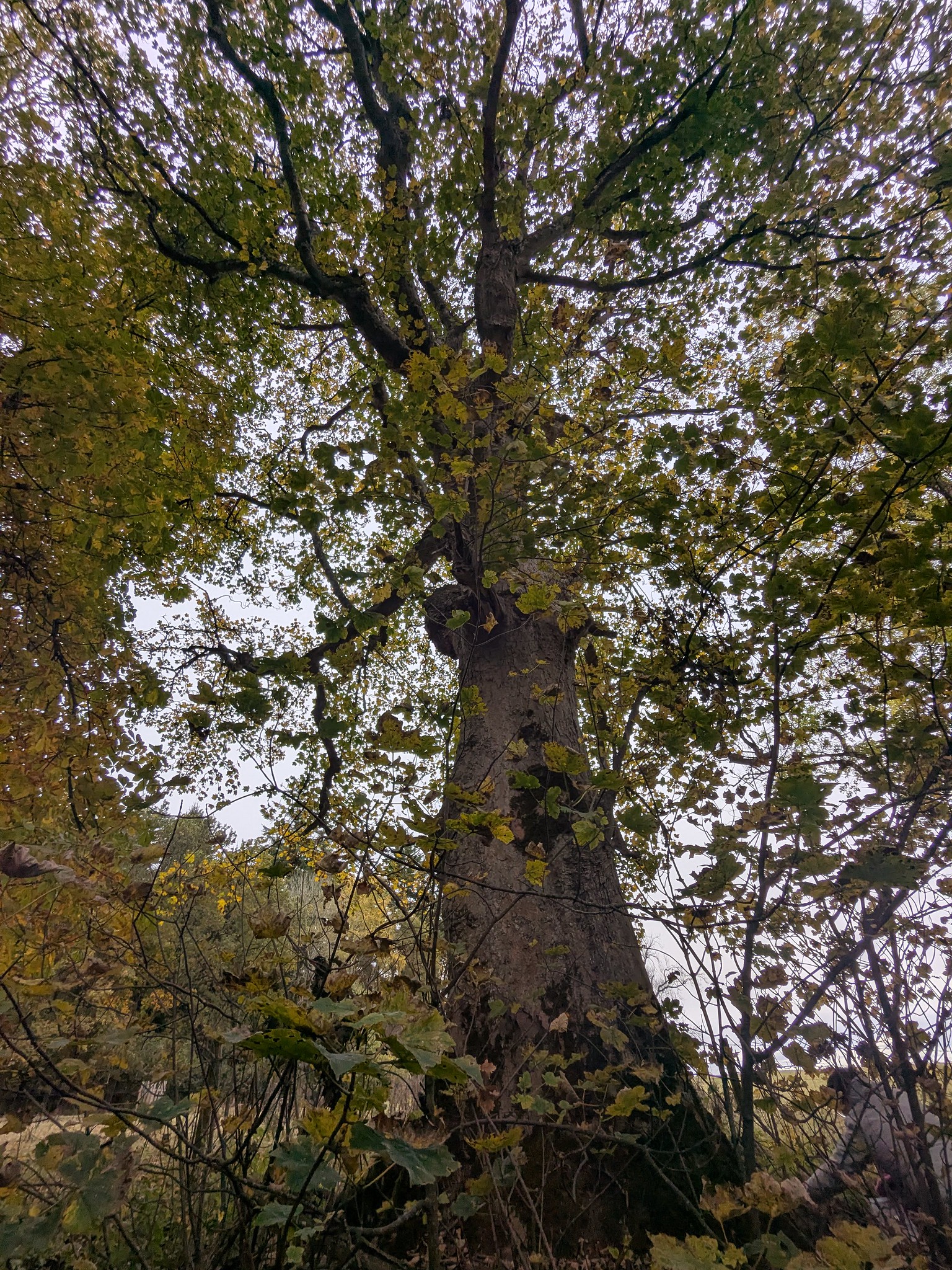 54889853682_d0b29682fa_k