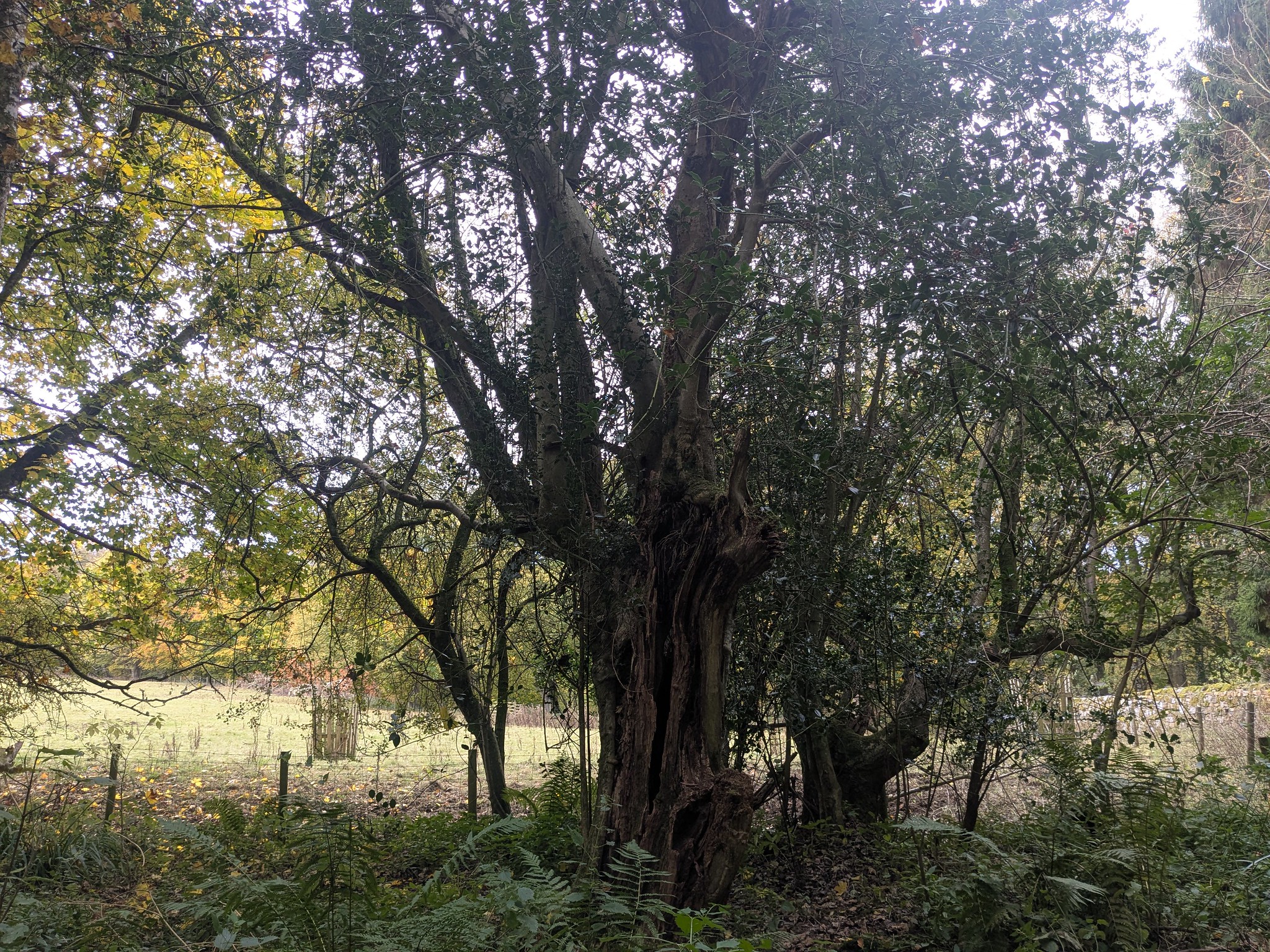 54890723746_107488b330_k