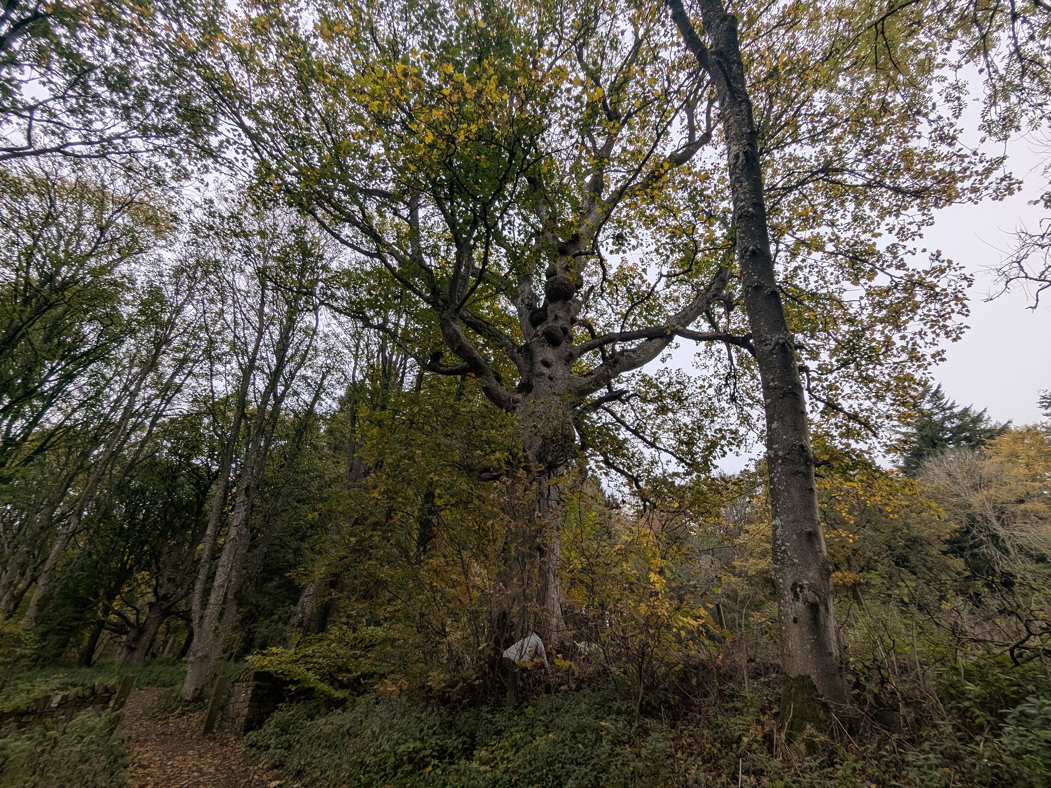 54890725921_2bf6a4f0dd_k