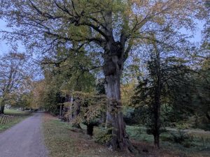 54890937881 1dd04d0079 B 300x225