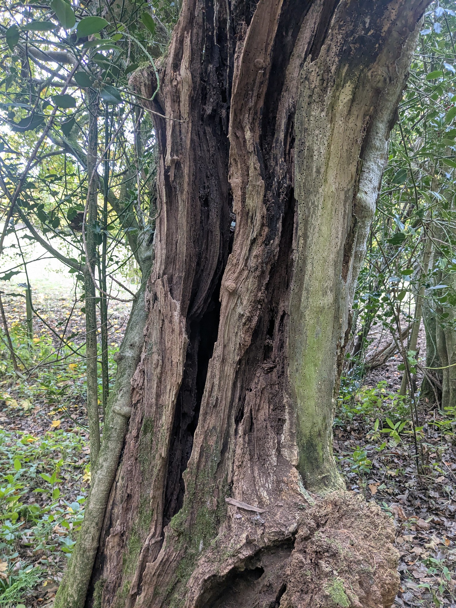 54890949578_4475457af1_k