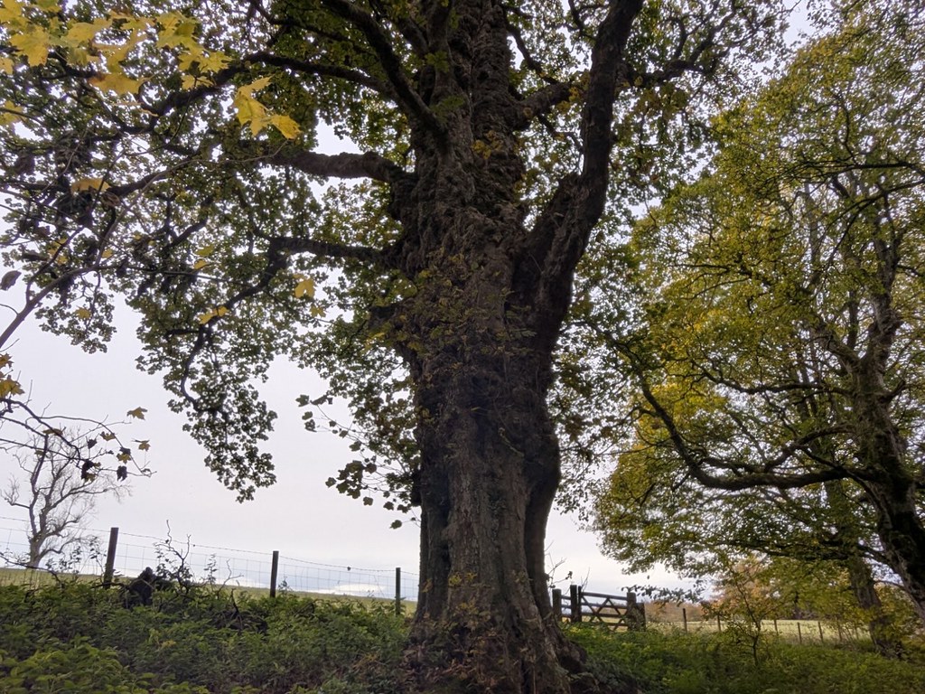 54890954203_81318fc357_b