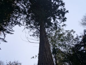 54891160848 Fe489cb66c B 300x225