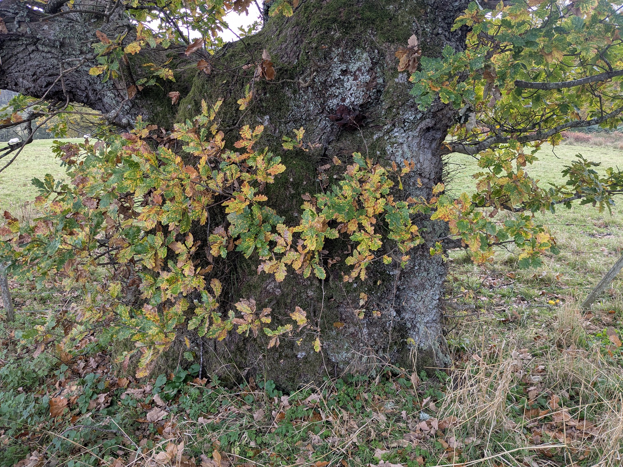 54892223058_69f409c35e_k