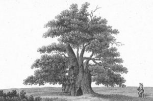 Rooke Illustration 768x0 1 300x198