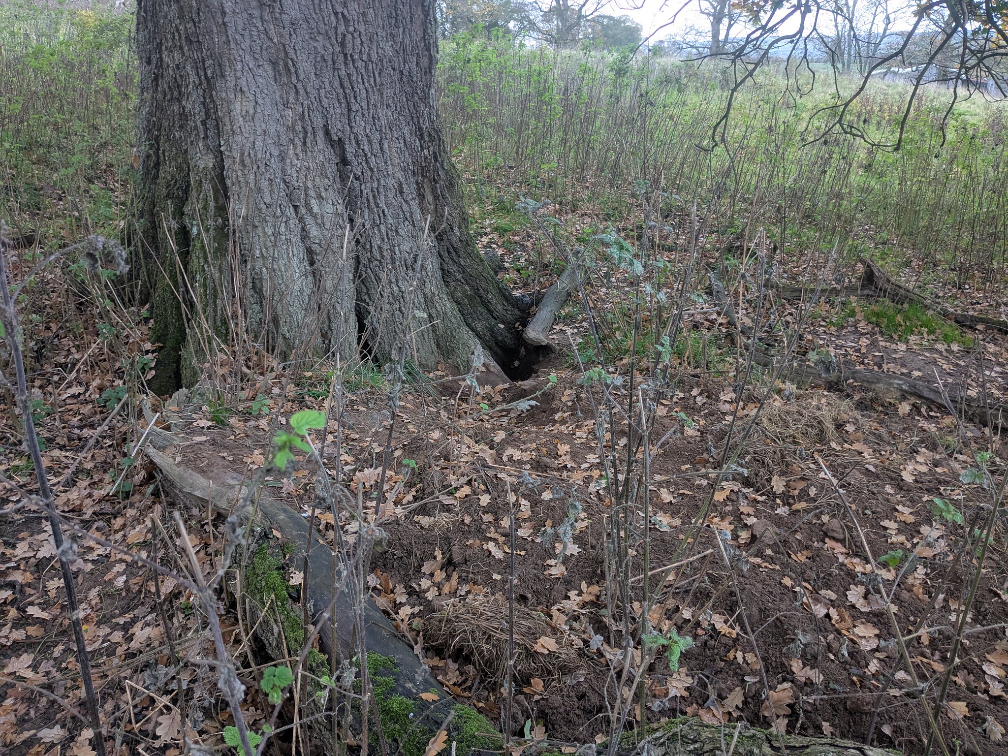 54903242072_6dadb8032b_k