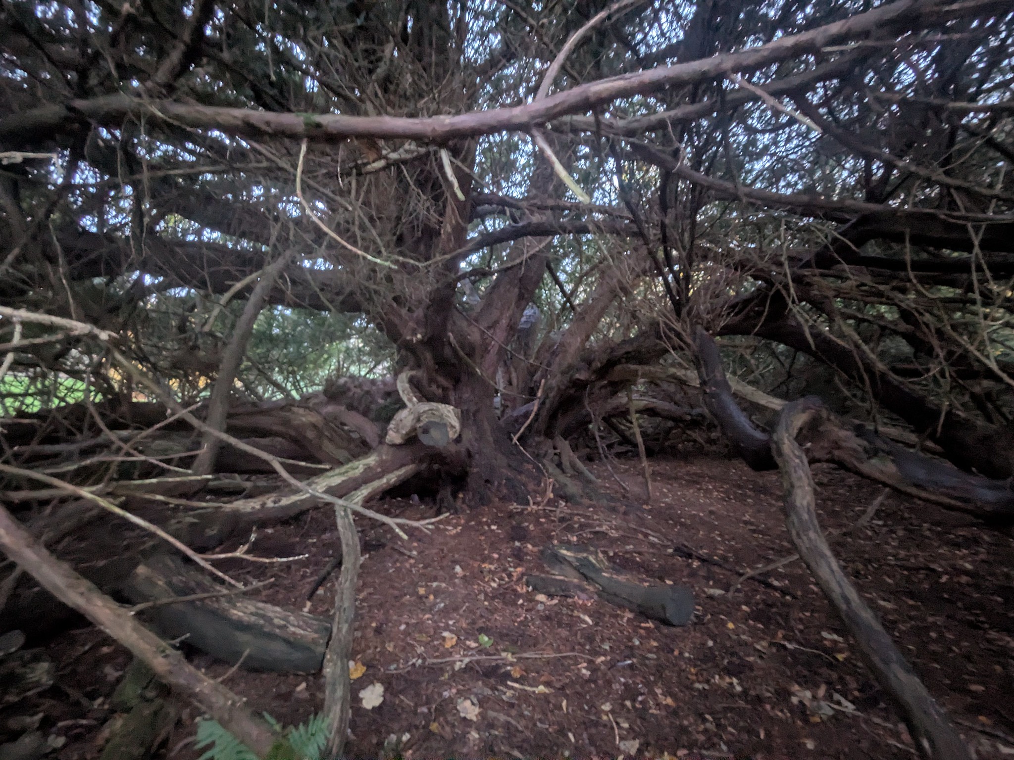 54903253712_2ba42240e4_k