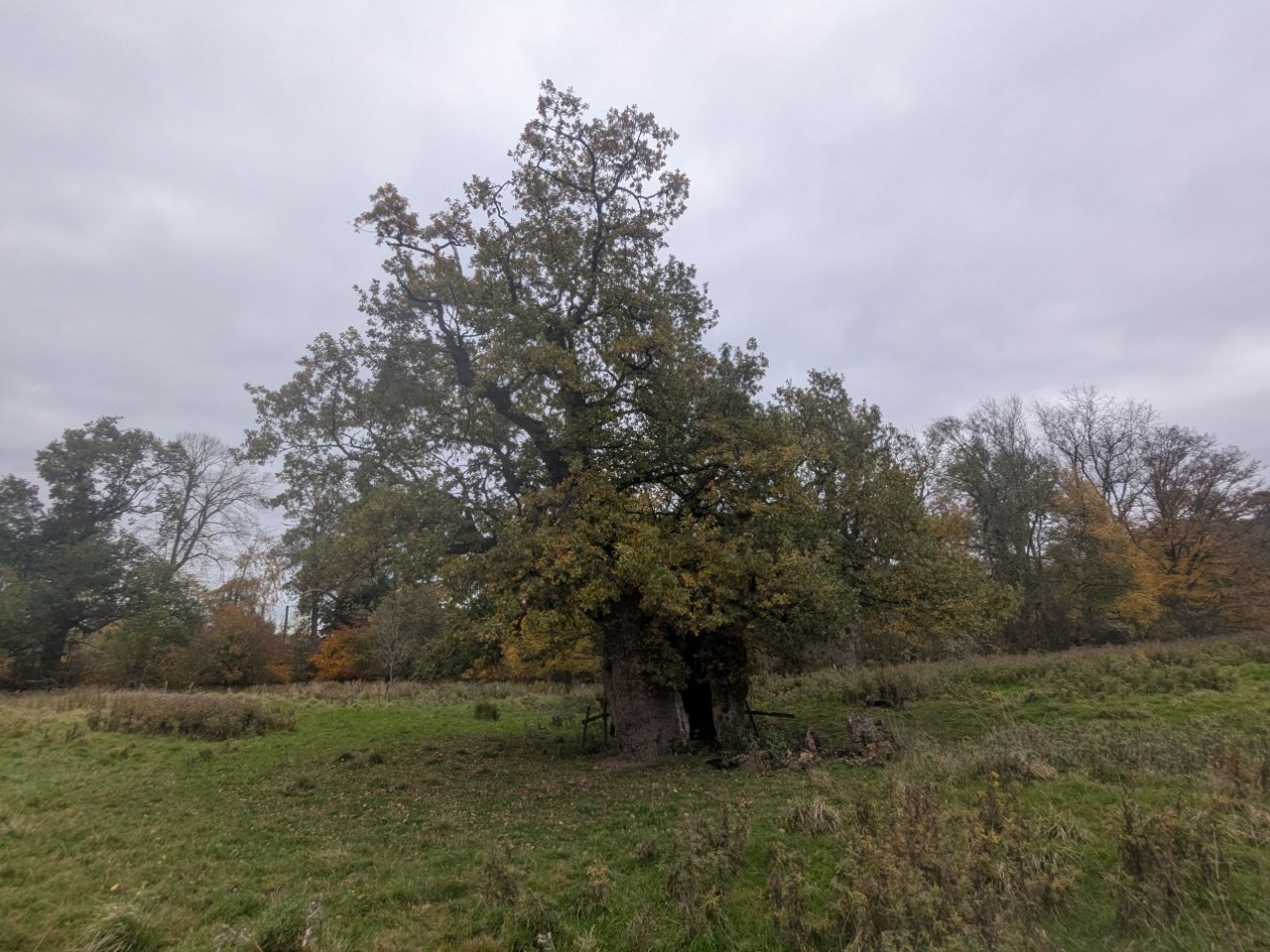 54904341613_1eb2284446_o