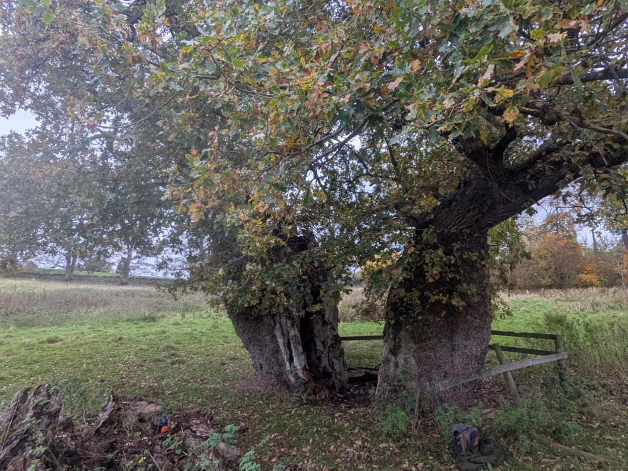 54904342123_45232b3629_o