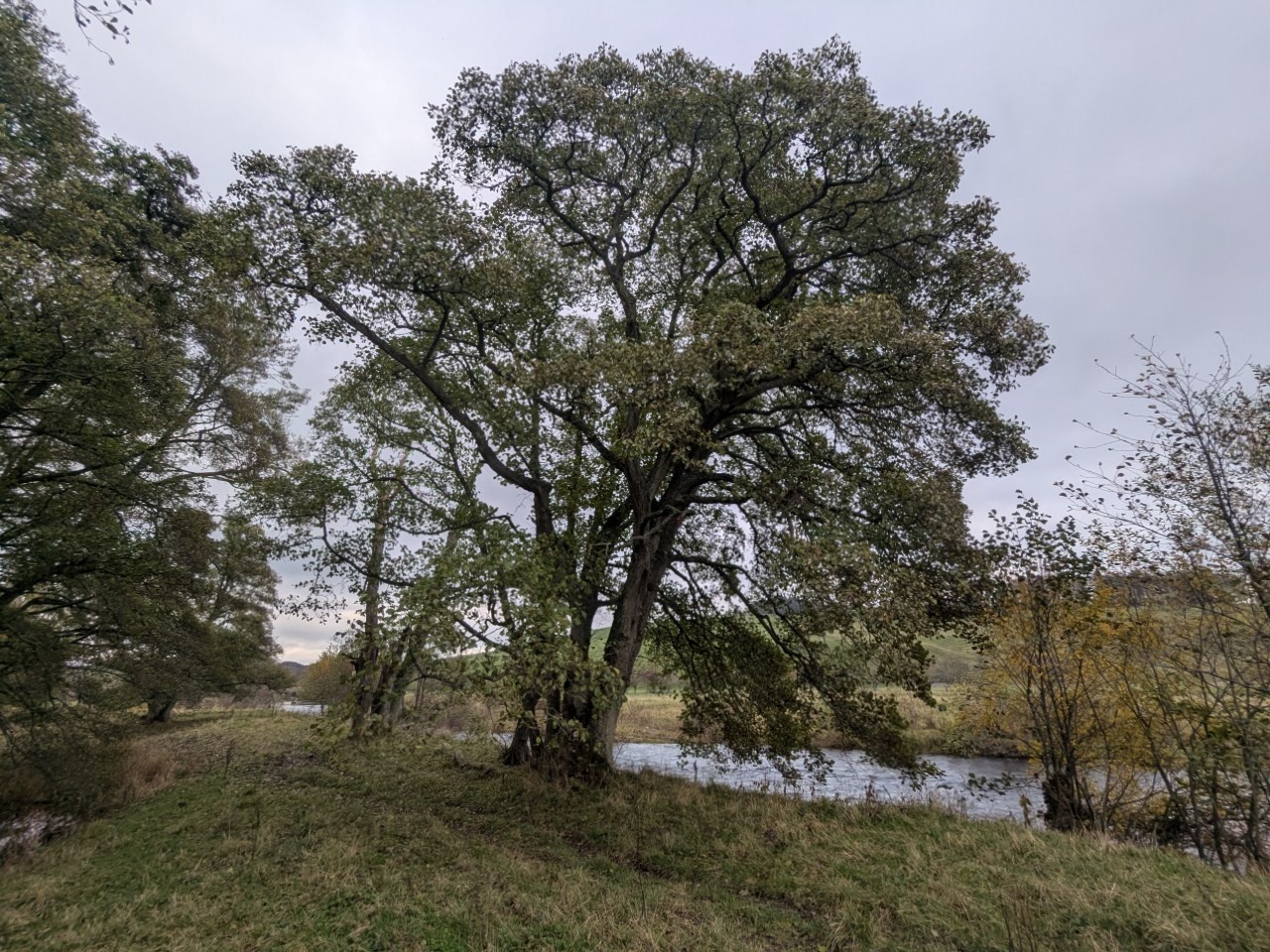 54906554365_91874c8f27_o