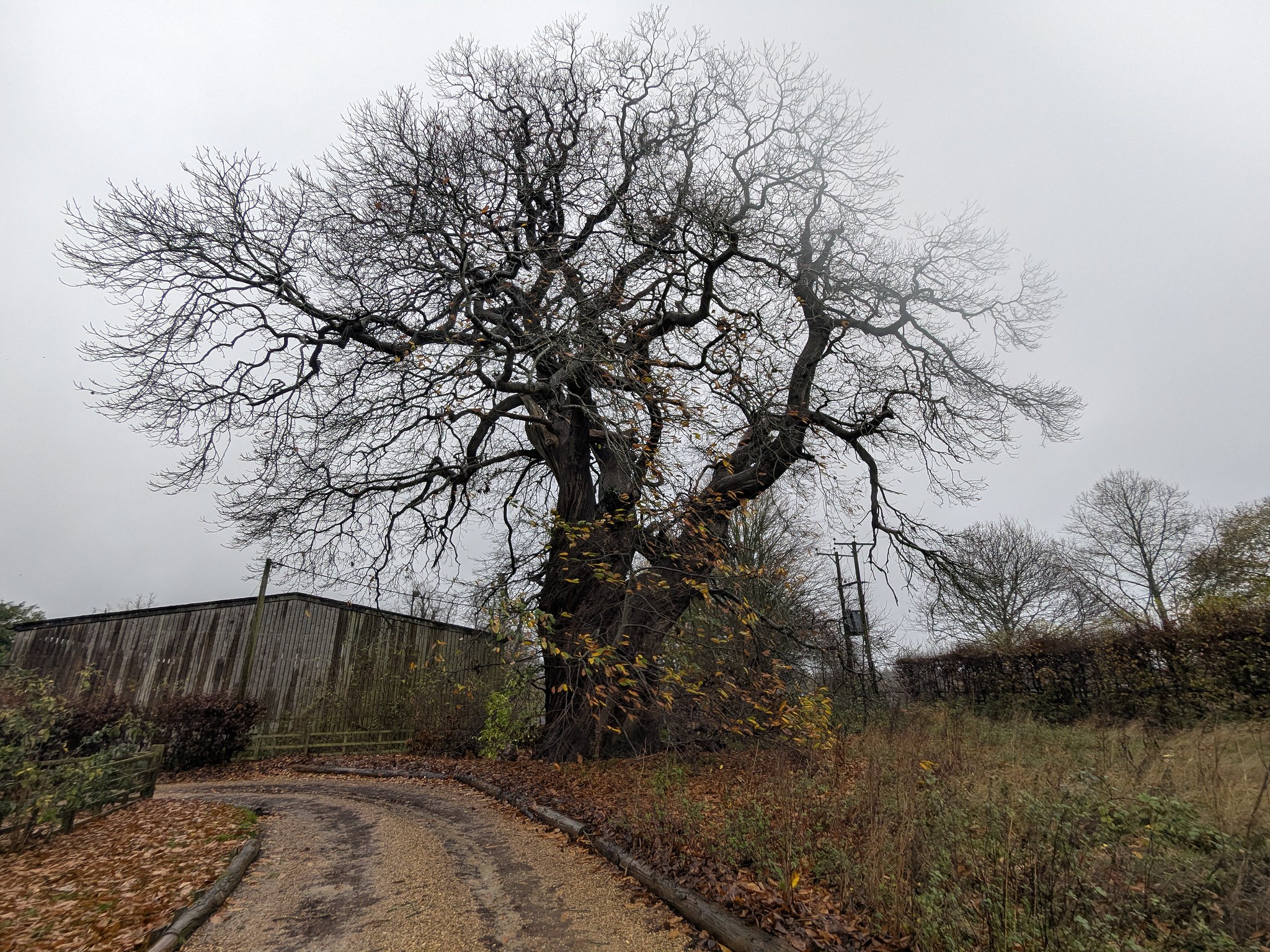 54922433232_135cd6b938_k