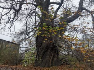 54922433247 D7b6ae52ec K 300x225