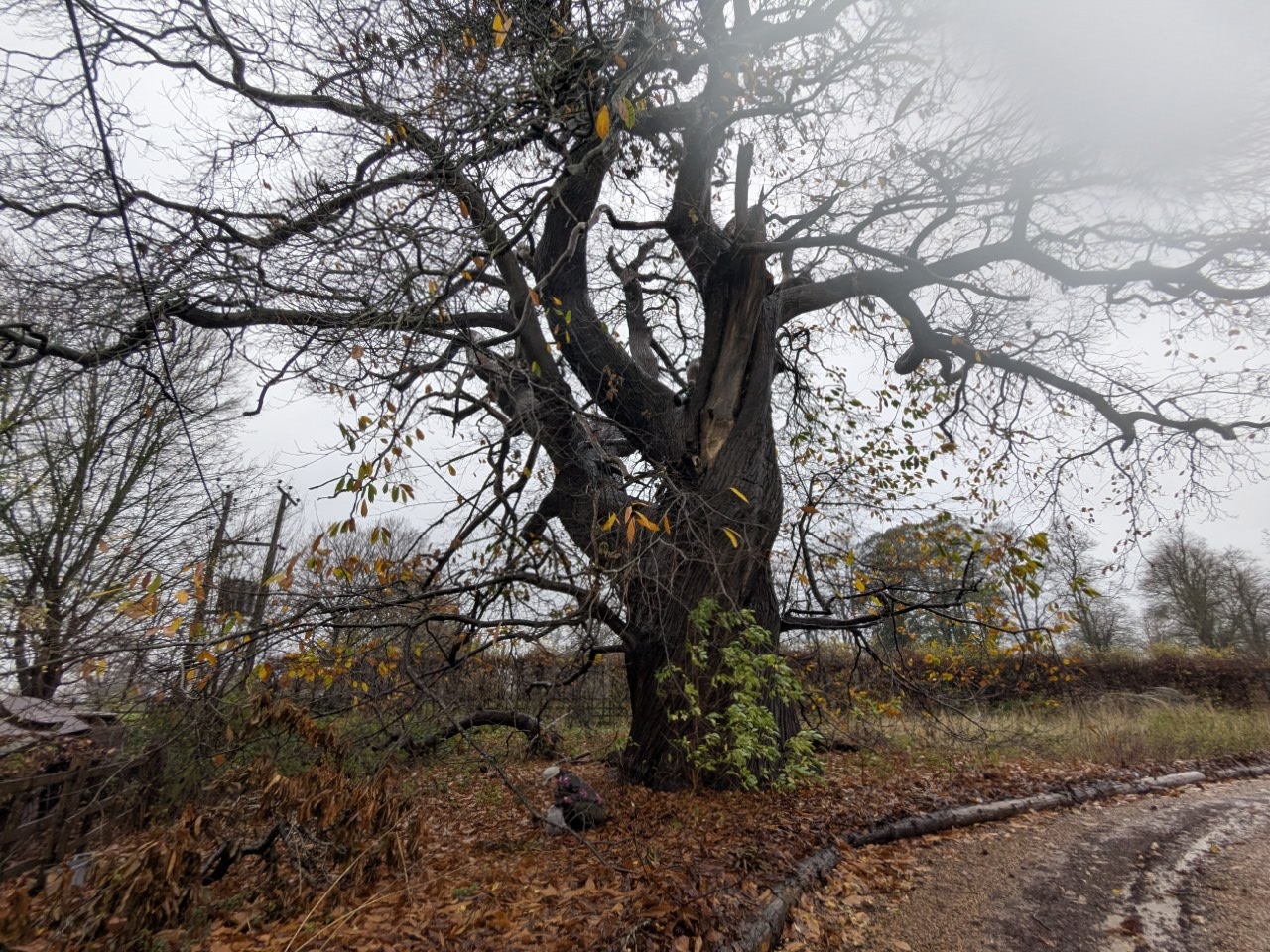 54923499918_c45fa155d9_o