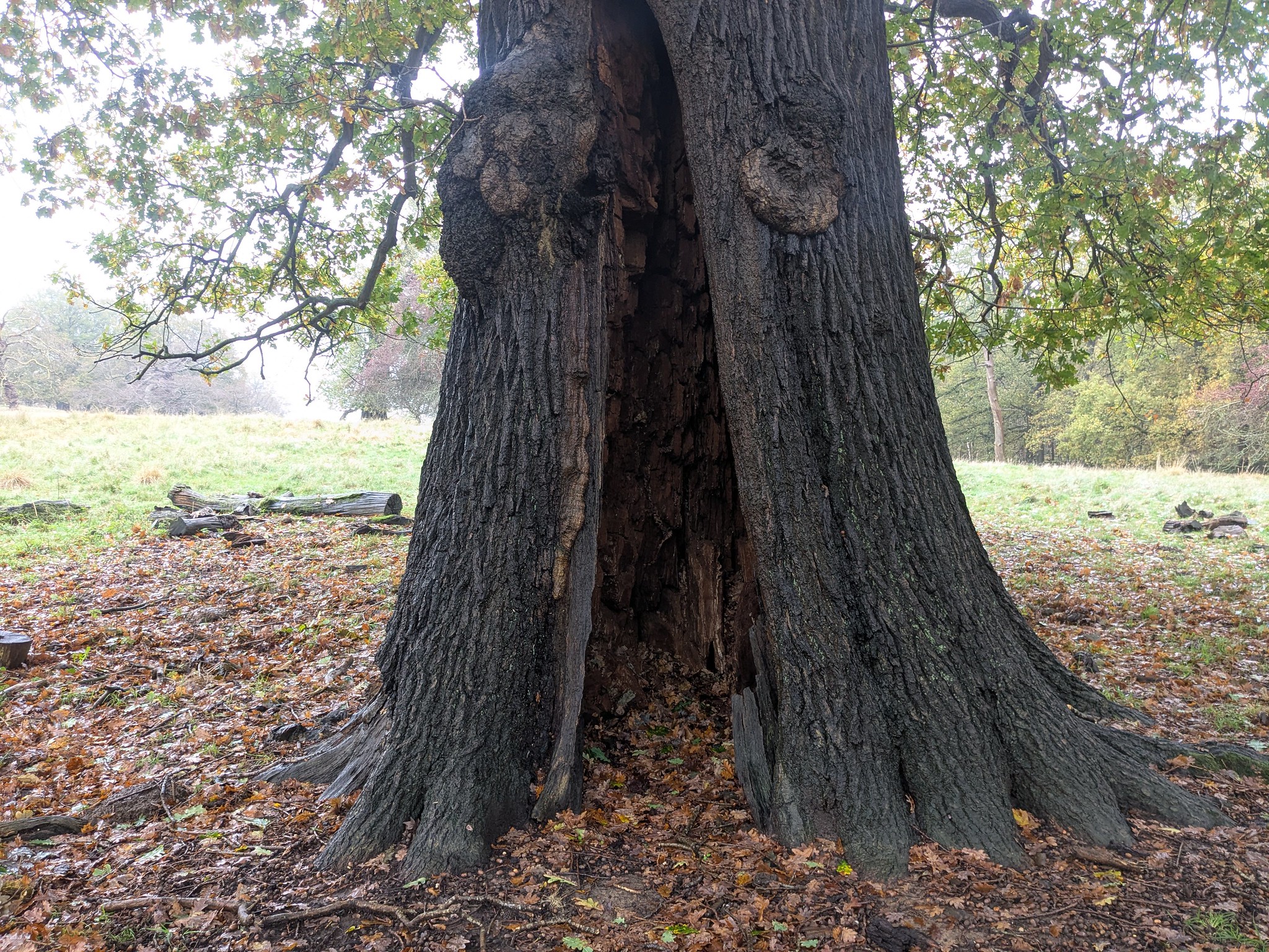 54924911252_379ad56628_k