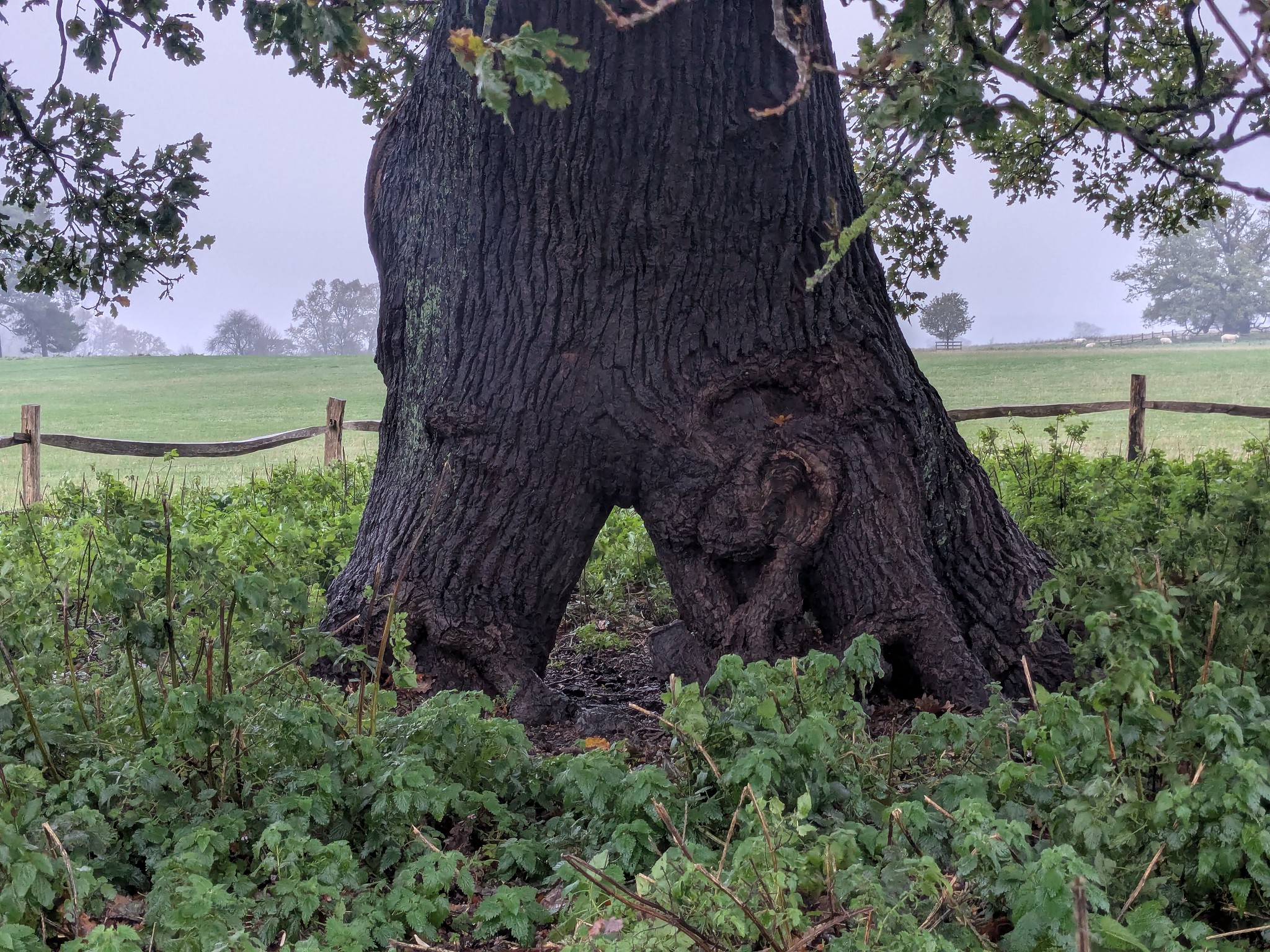 54924912332_a7447b0714_k