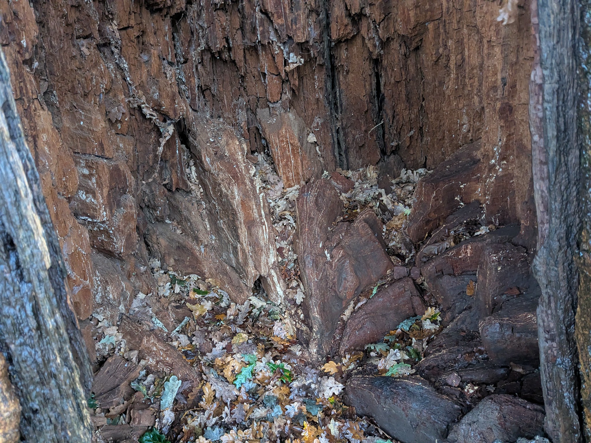 54925980293_1b35f9b1cb_k