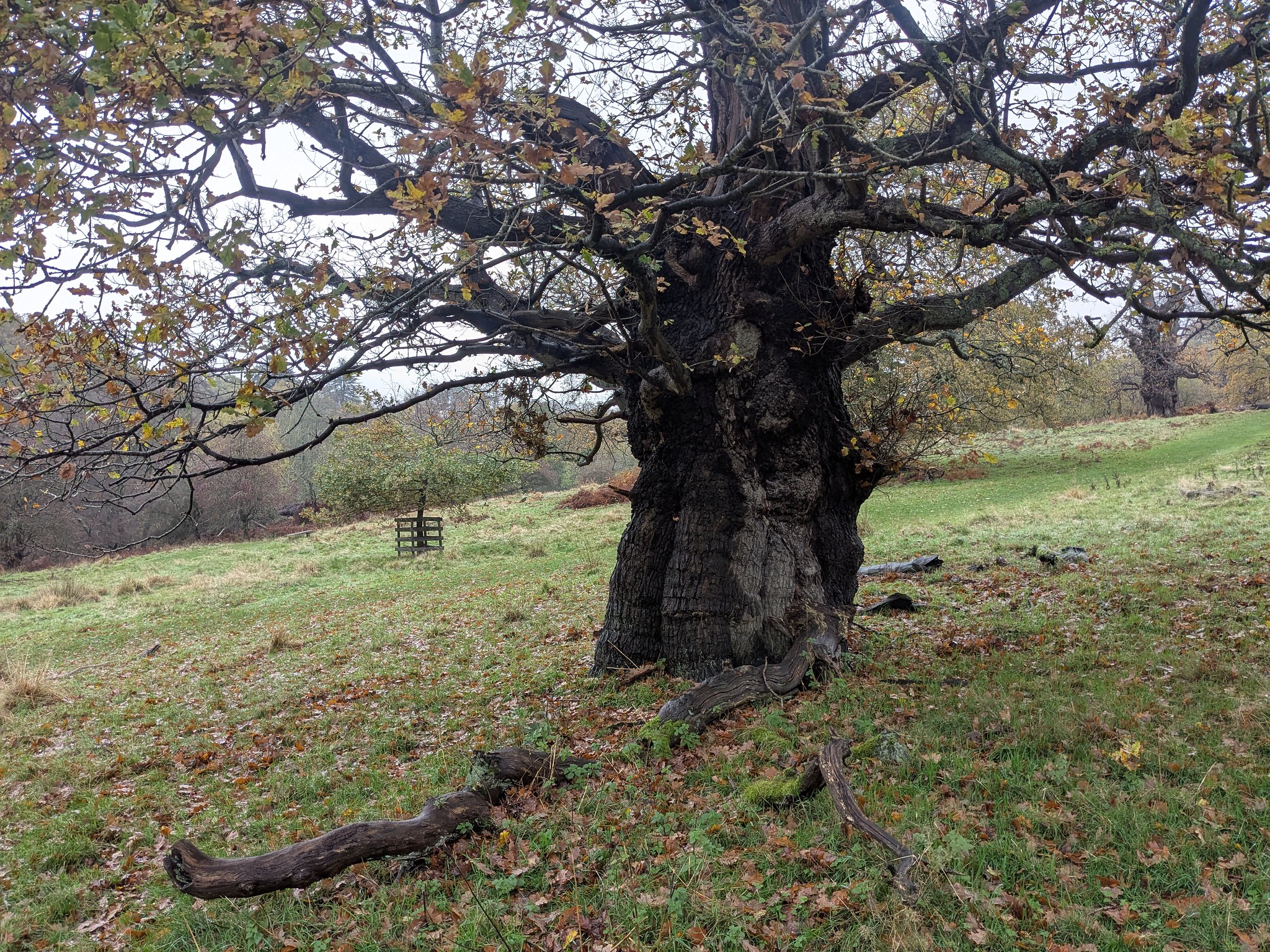 54925980573_50c3d66d9a_k