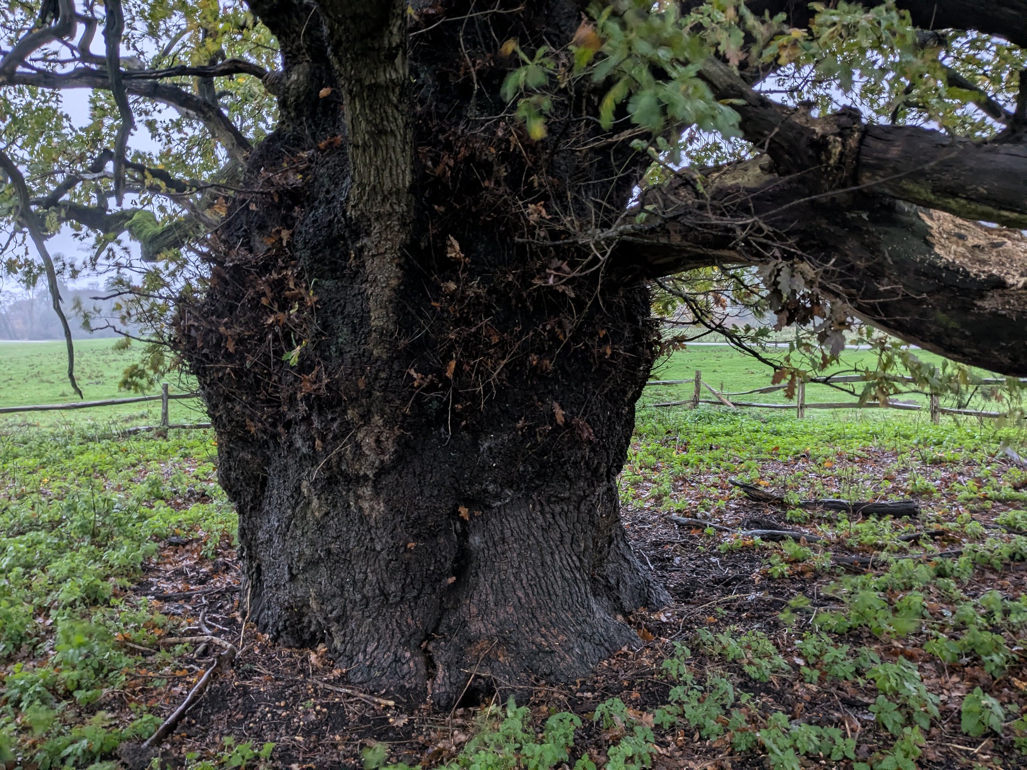 54926029784_07230675d9_k