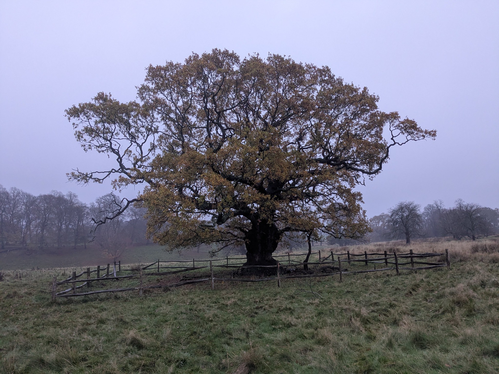 54926029974_d8ca049239_k