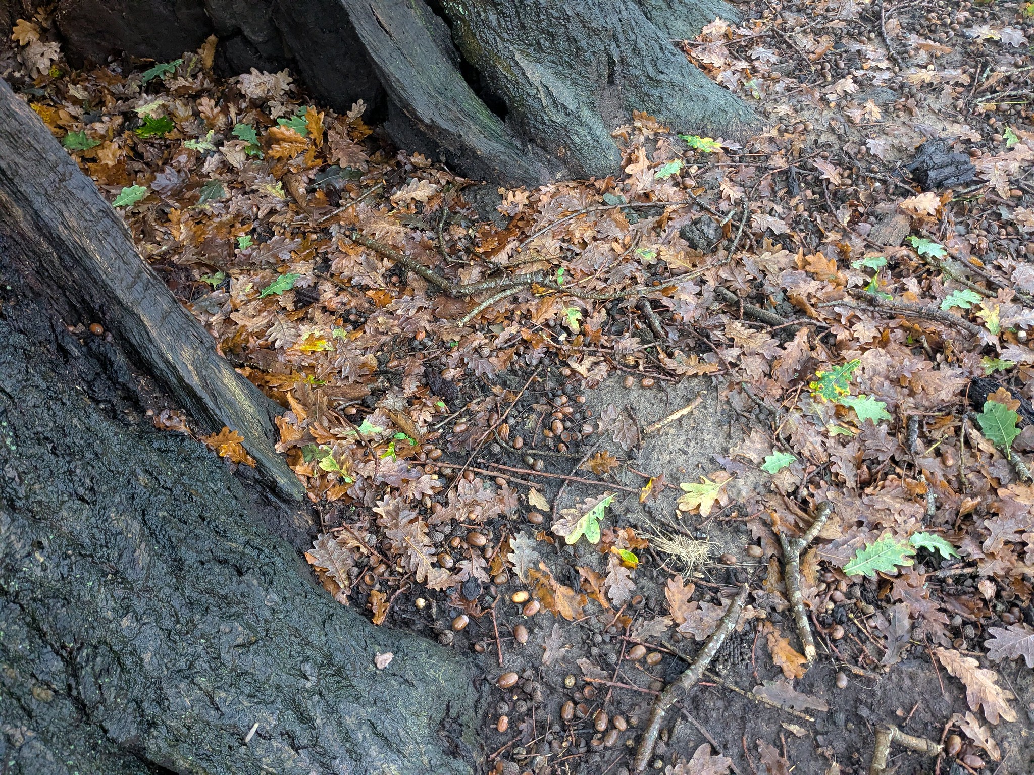 54926083580_5c5fe62be2_k