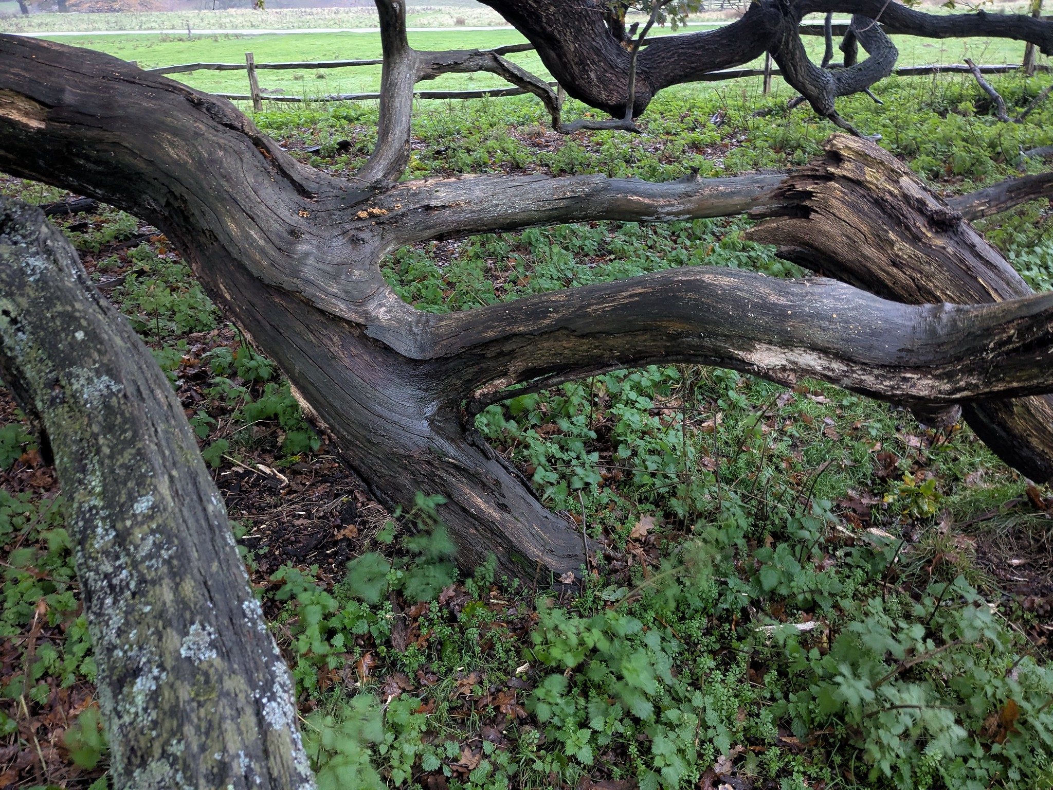 54926085410_73cb6b03c7_k