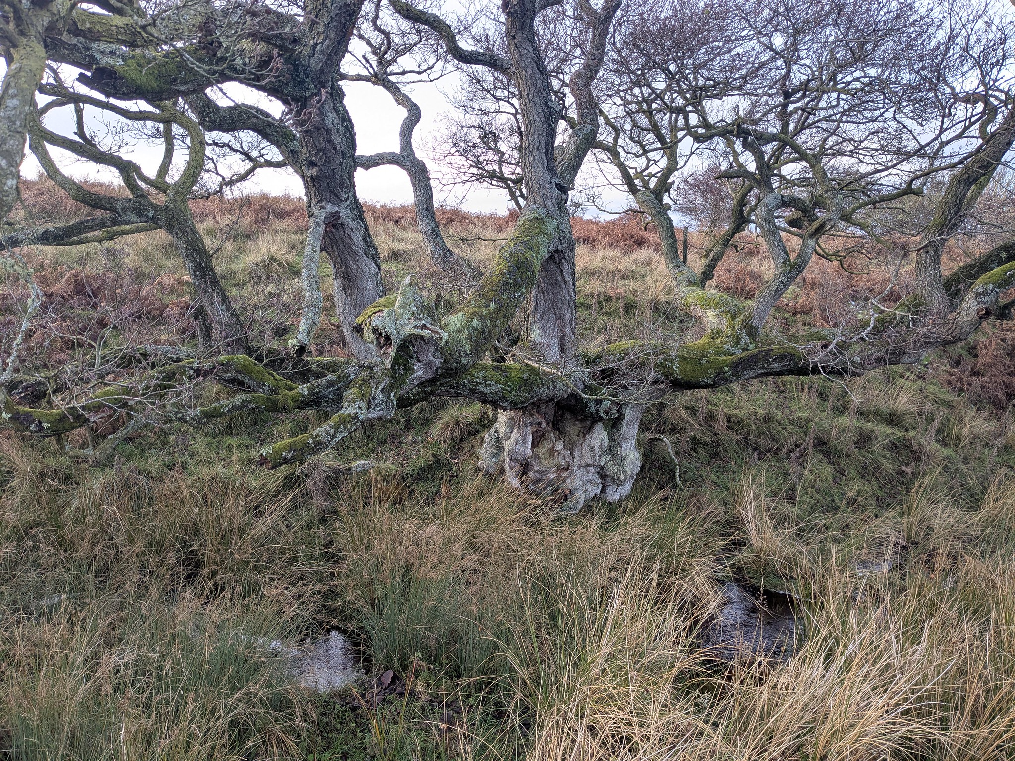 54938868367_e4c1800442_k